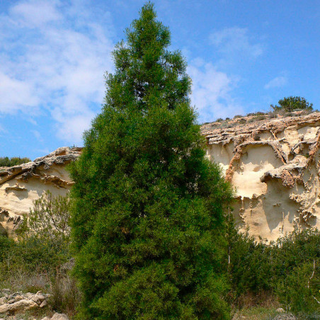 semillas de araar (Tetraclinis articulata)