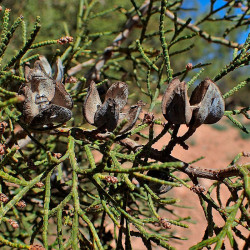 Arar tree - 15 seeds