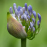 African lily - 10 seeds
