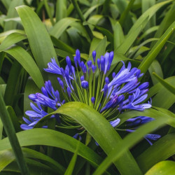 African lily - 10 seeds