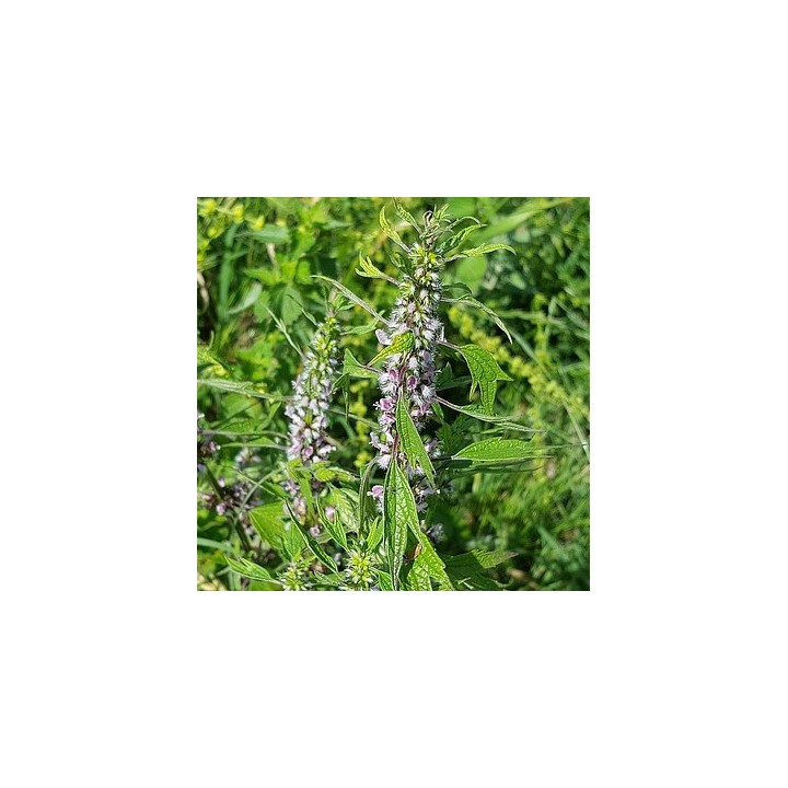 Motherwort - 50 seeds