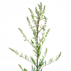 Common wormwood - 1000 seeds