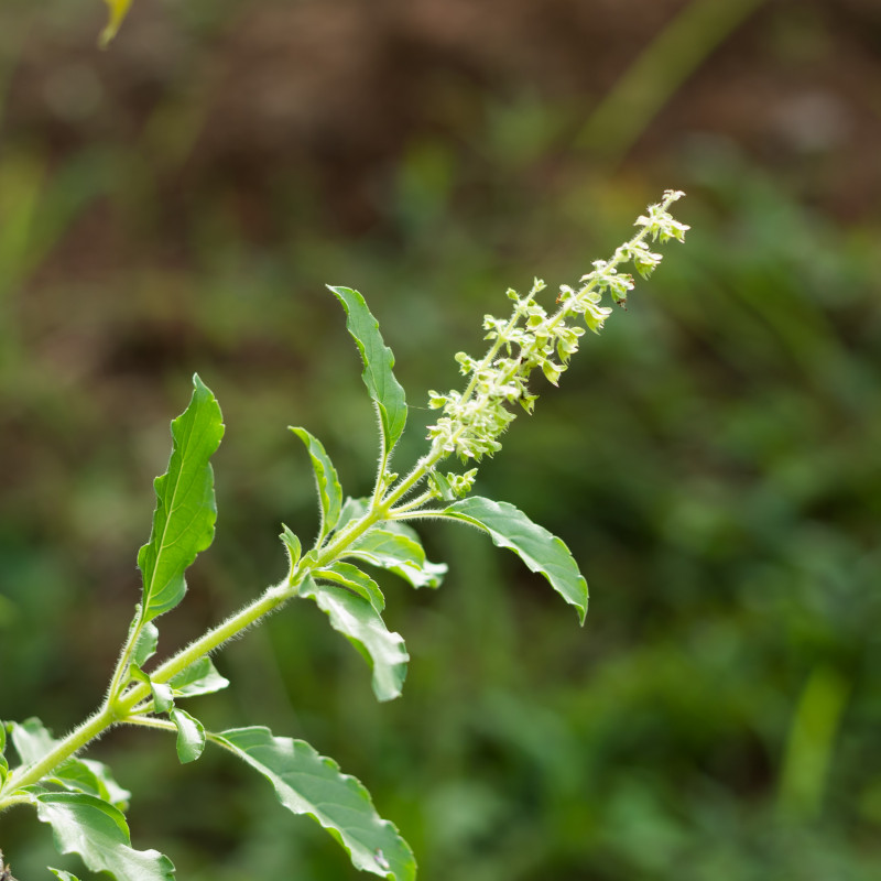 ocimum sanctum albahaca sagrada holy basil