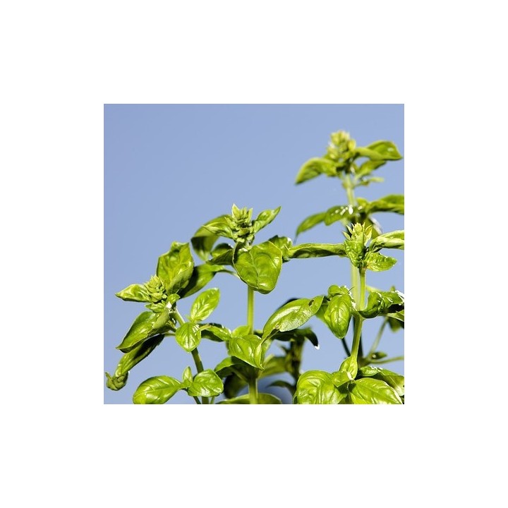 Basil, Broadleaf, Genevese - Buy seeds