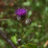 Cynara scolymus flor alcachofa semillas