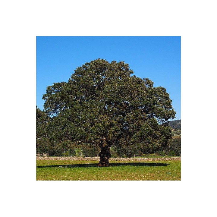 arbol alcanfor sembrar