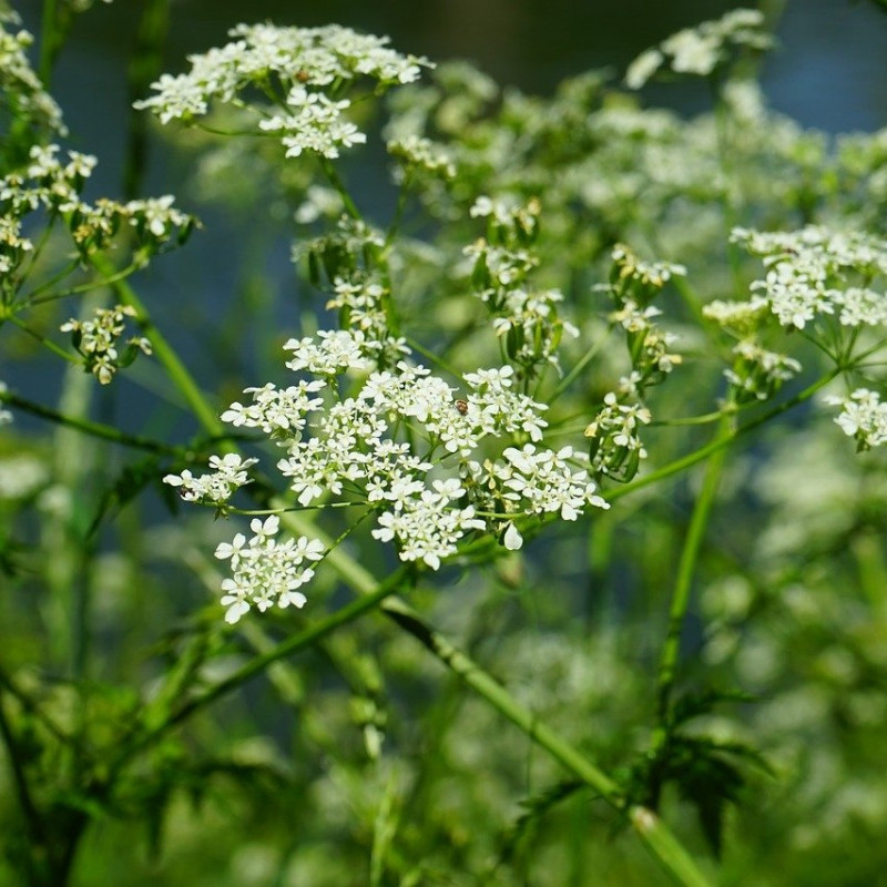 Caraway - 125 seeds