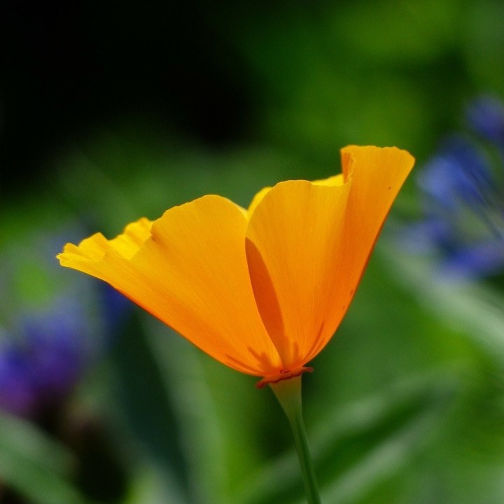 Eschscholzia californica flor semillas