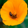 California poppy - 75 seeds