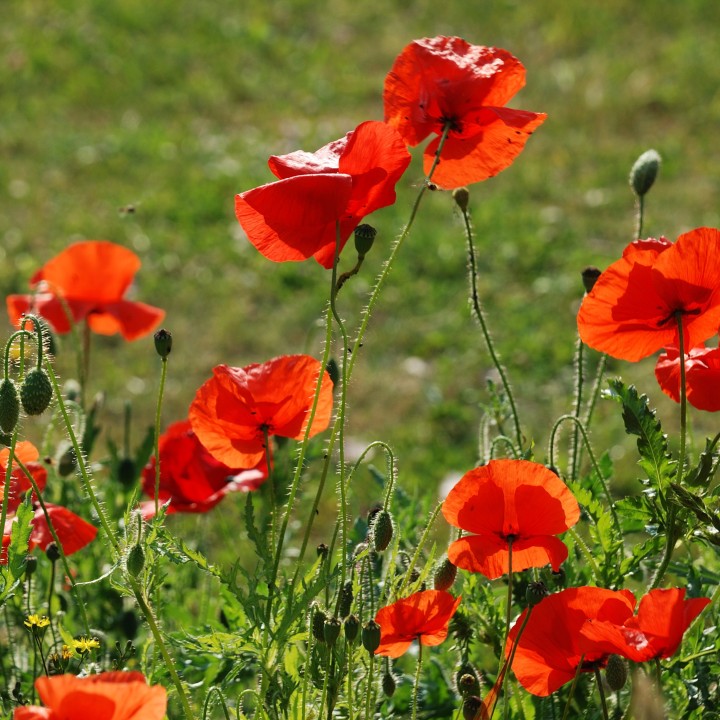 Red poppy - 1000 seeds