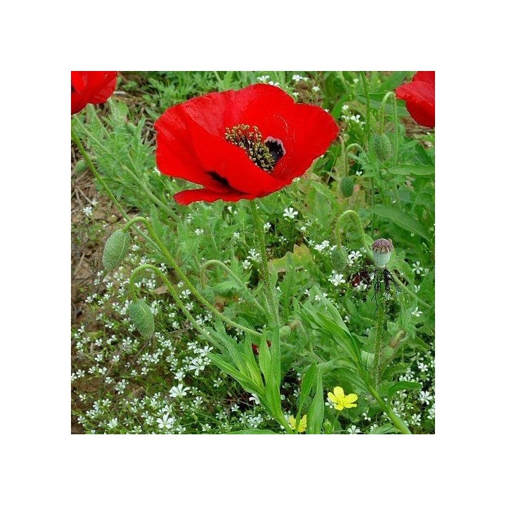 Amapola Roja semillas seeds poppy