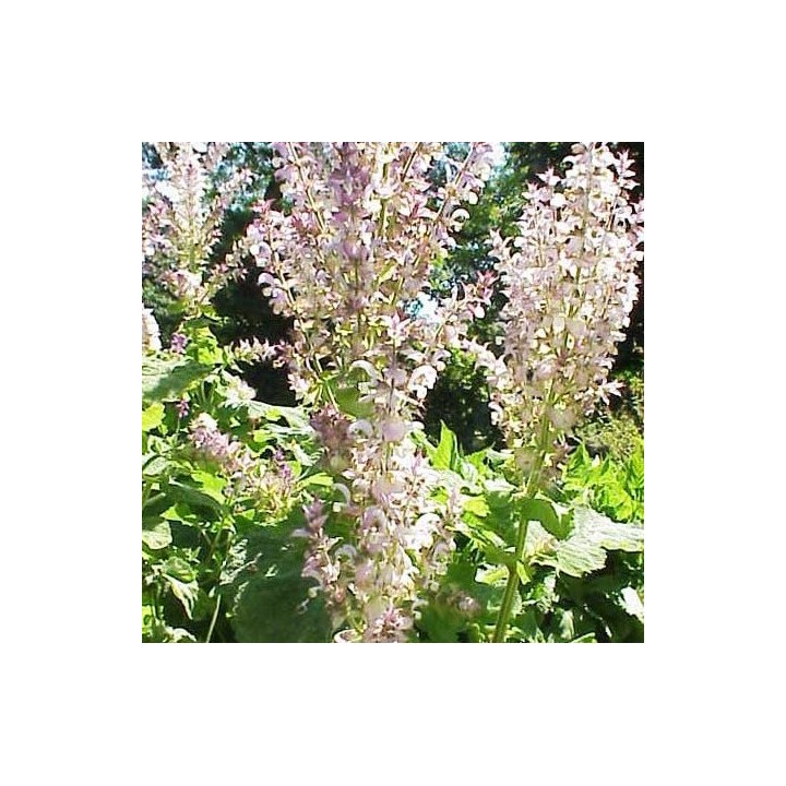 Salvia sclarea - Seeds
