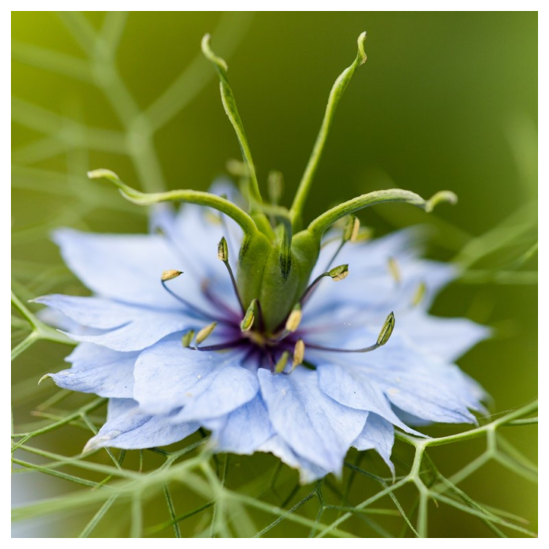 Arañuela / Cabellos de Venus semillas nigella