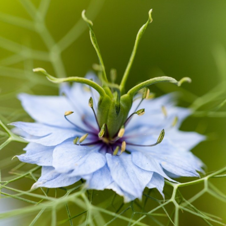 Love-in-a-mist - Seeds