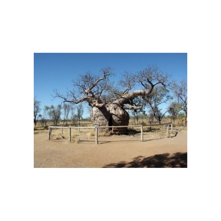 Baobab (Adansonia madagascariensis)