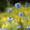Love-in-a-mist - 150 seeds