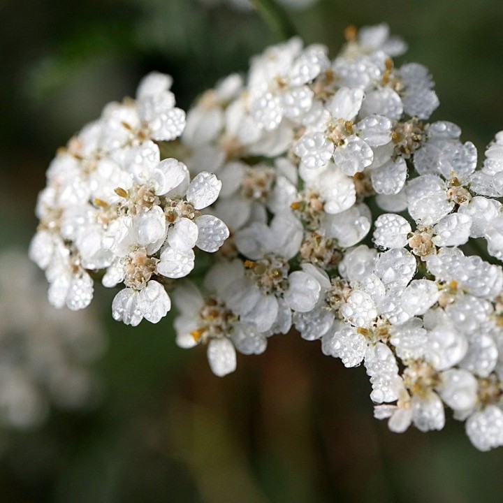 Yarrow - 400 seeds