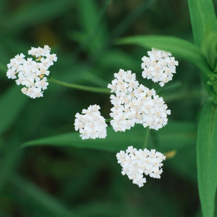 Yarrow - 400 seeds