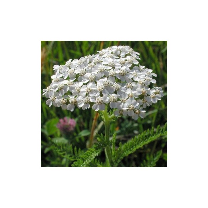 Yarrow - 400 seeds