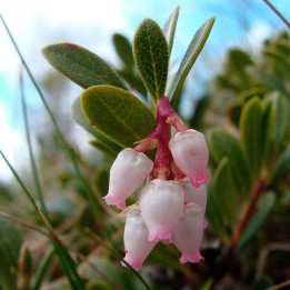 Bearberry - Seeds