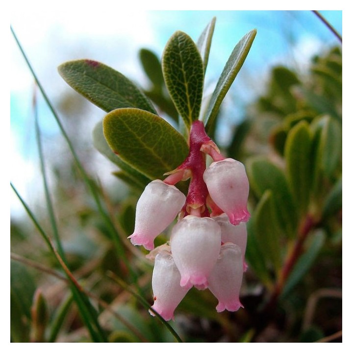 Bearberry - Seeds