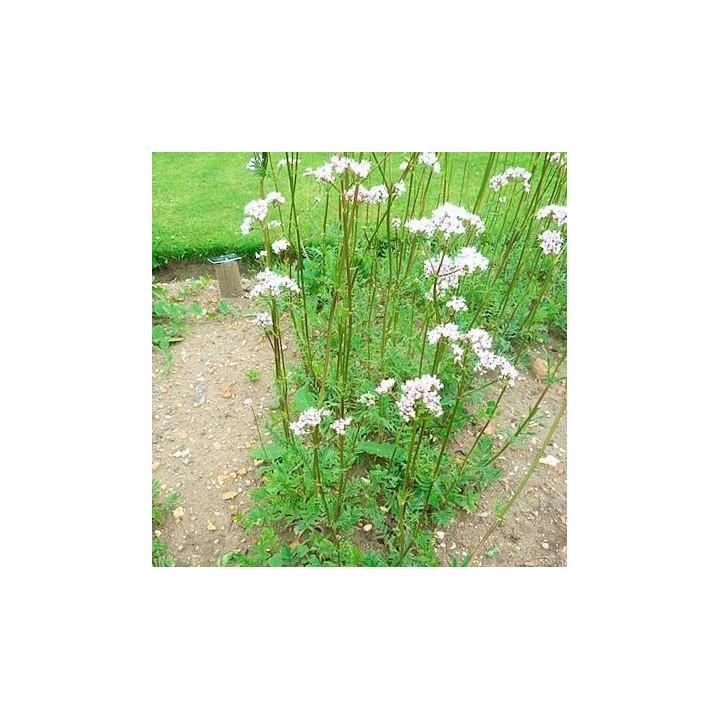 Valeriana - Sobre 100 semillas