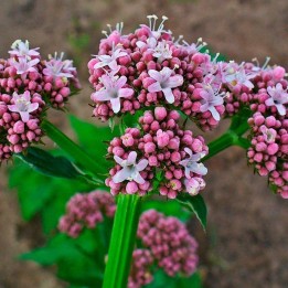 Valerian seeds