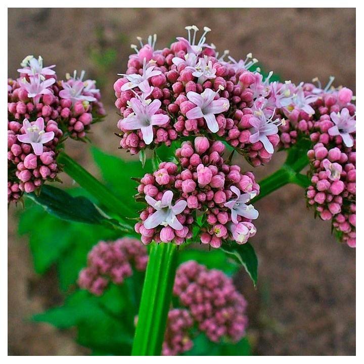 Valerian seeds