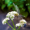 Valerian - 100 seeds