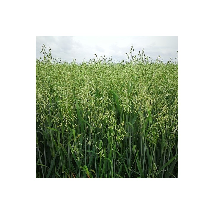 Oat - 20 seeds