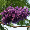 Jacaranda flores violetas