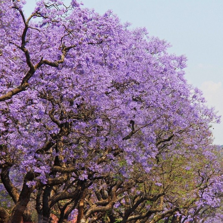 Jacaranda mimosifolia Seeds