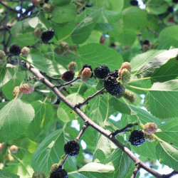 arbol morera negra