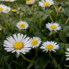 English daisy - 500 seeds