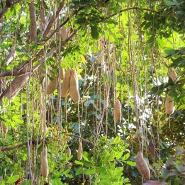Sausage tree - Seeds