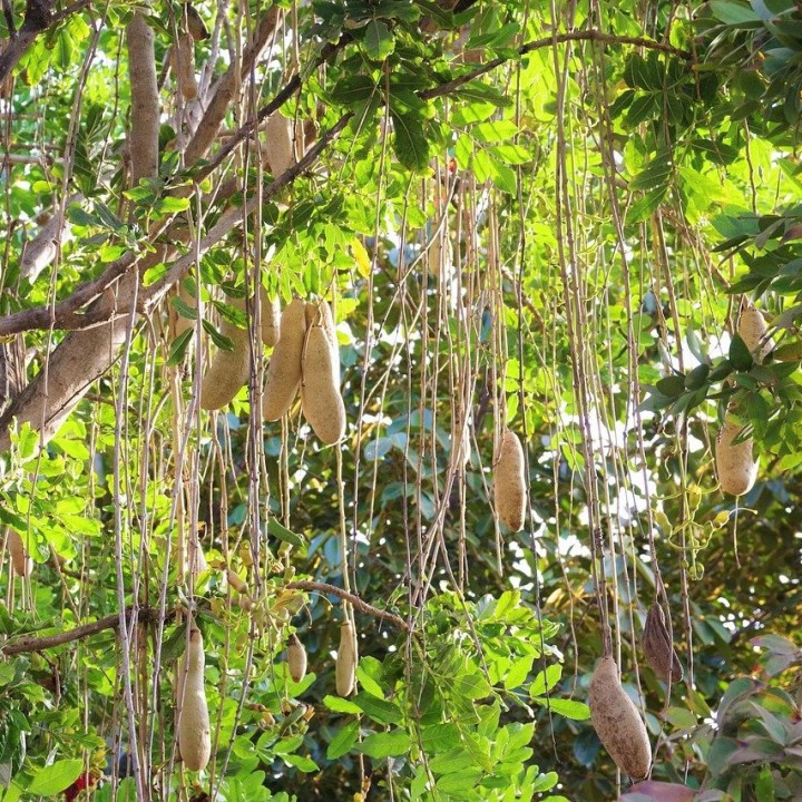 Sausage tree - Seeds