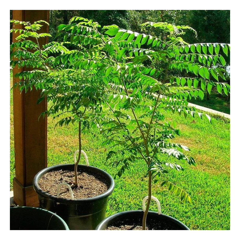 Curry tree - 10 seeds