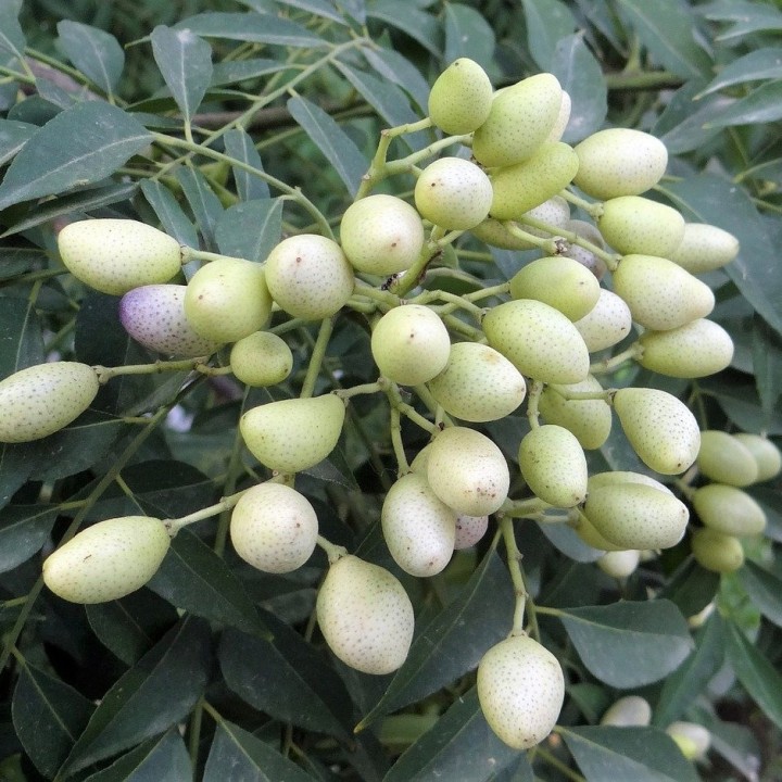 frutos con semillas de murraya koenigii