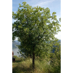 Montpellier maple - Seeds