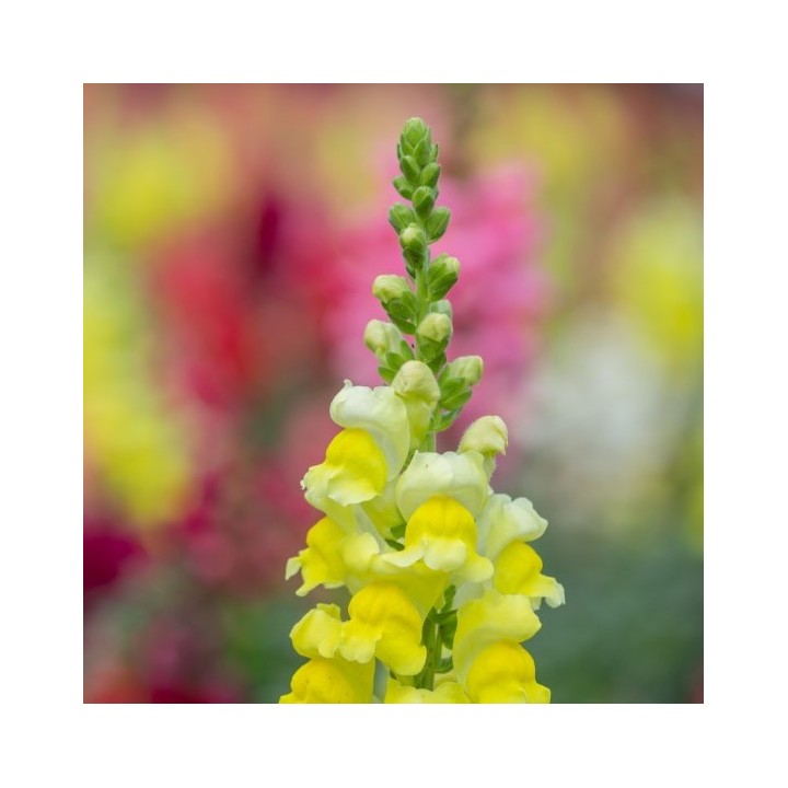 snap dragon conejitos boca de dragón semillas