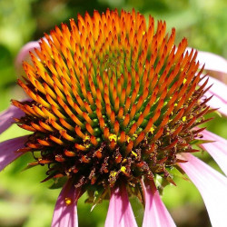 Echinacea angustifolia semillas