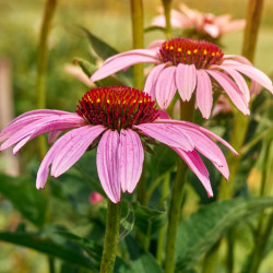 Purple coneflower - 50 seeds