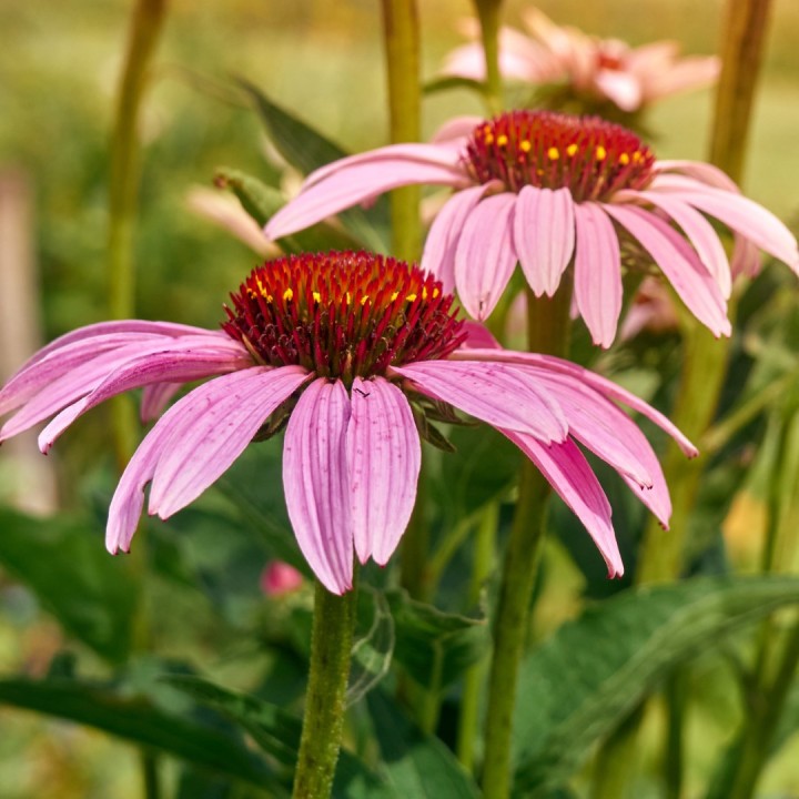 Purple coneflower - 50 seeds
