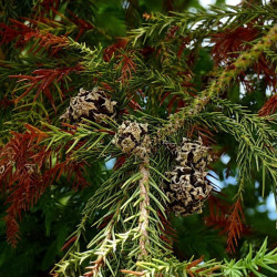 Japanese cedar - 30 seeds