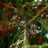 Japanese cedar - 30 seeds