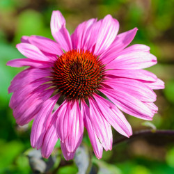 Purple coneflower - 50 seeds