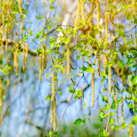 betula pendula abedul semillas arboles