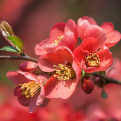 Japanese Quince - 20 seeds