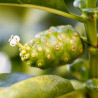 Noni semillas Morinda citrifolia