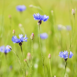 Cornflower, Blue - 150 seeds
